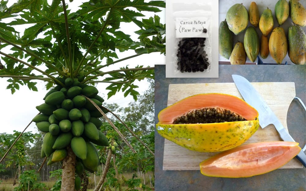 Laxative Fruits for Constipation Longevity