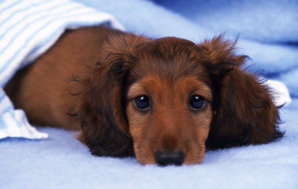 best behaved small dog breeds