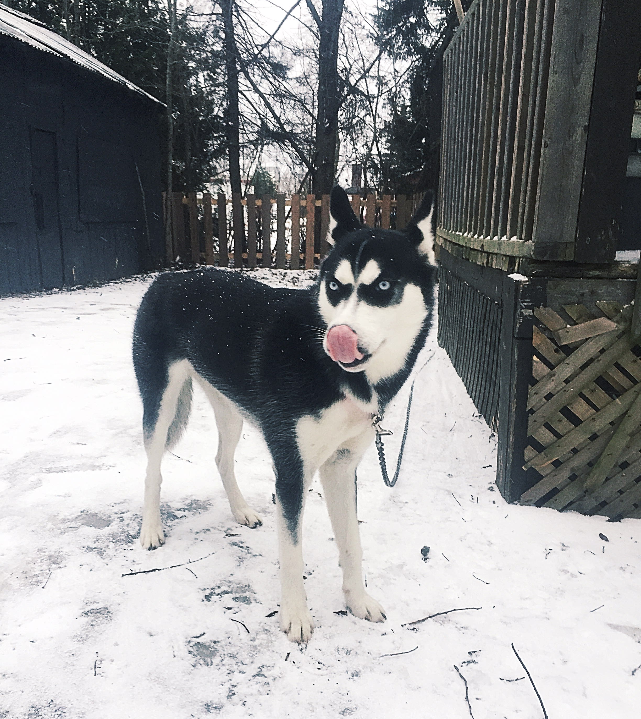 huskies hunting