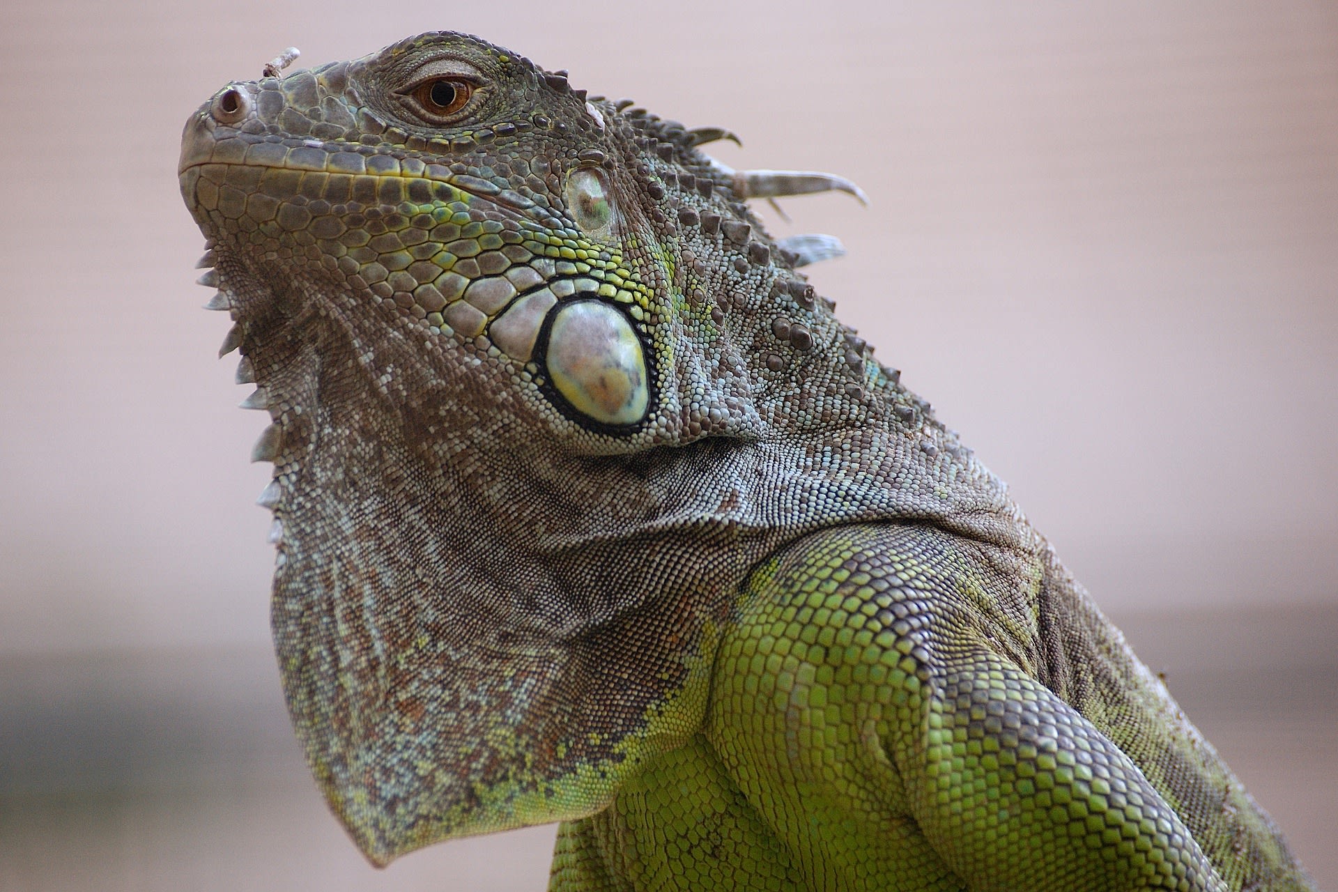 Iguanas The Vegan Lizard