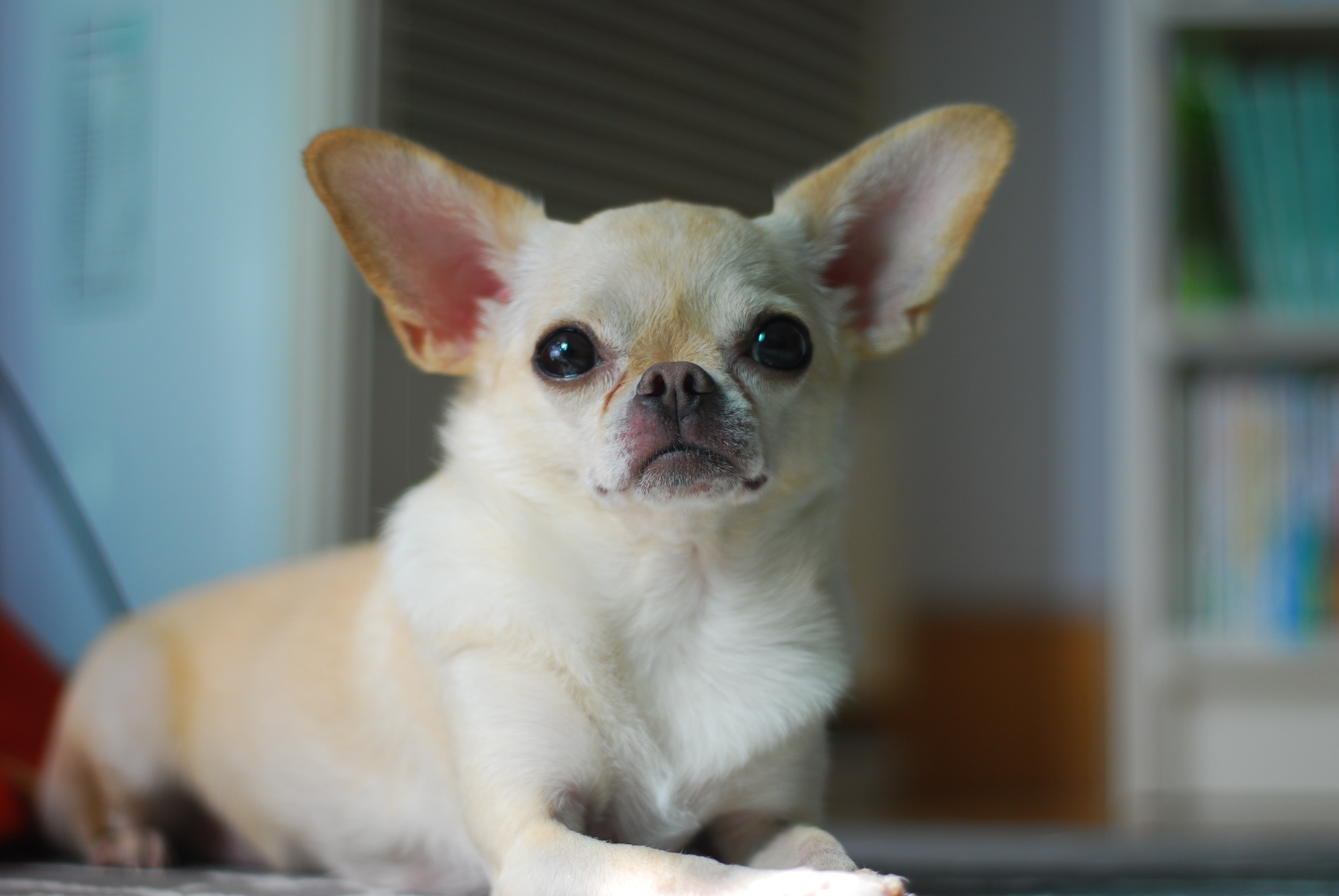 a chihuahua