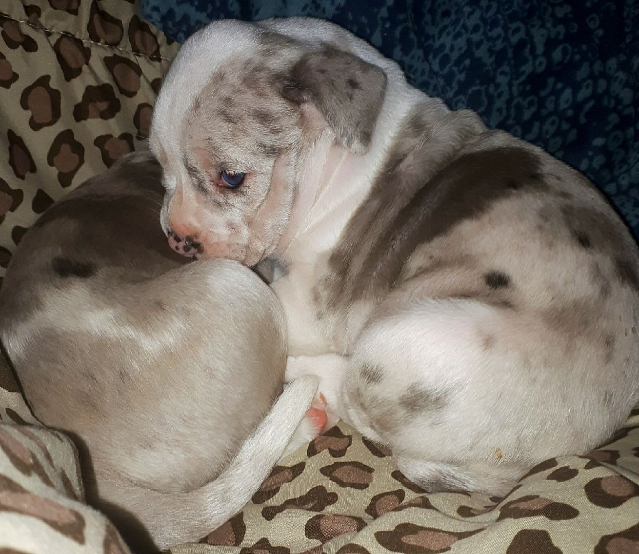 blue blood bulldog for sale