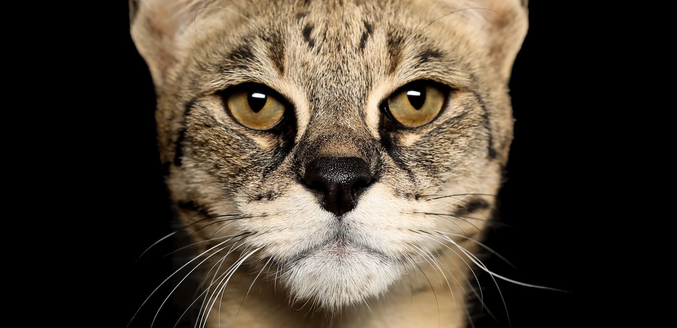 Exotic Cat Breeds