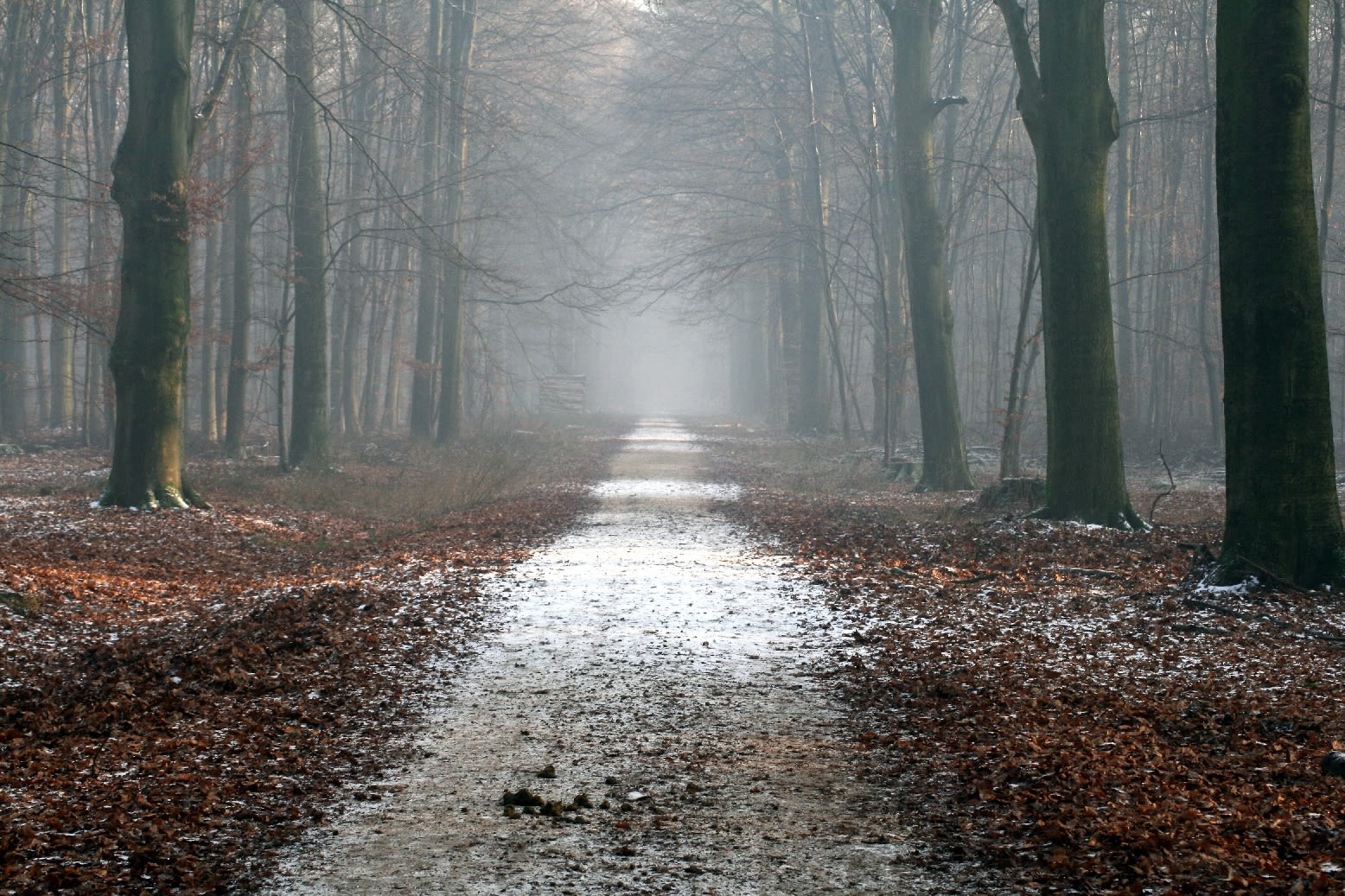 nine-of-the-world-s-most-haunted-forests