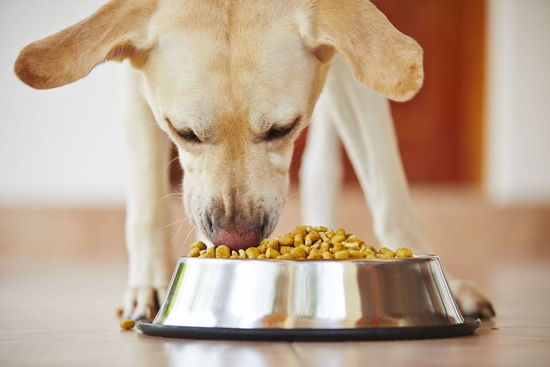 what-s-the-deal-with-grain-free-dog-food-animal-care-center