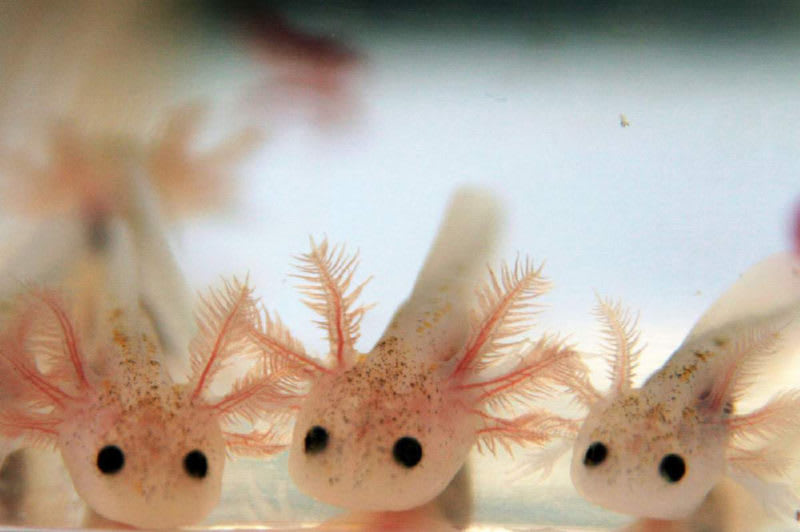 Axolotl Care Guide How To Raise Axolotl For Larva To Adult Petlife