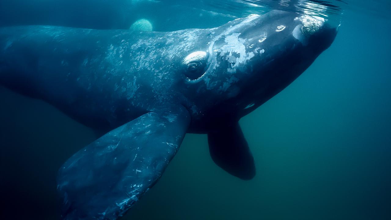 Животное красный кит фото