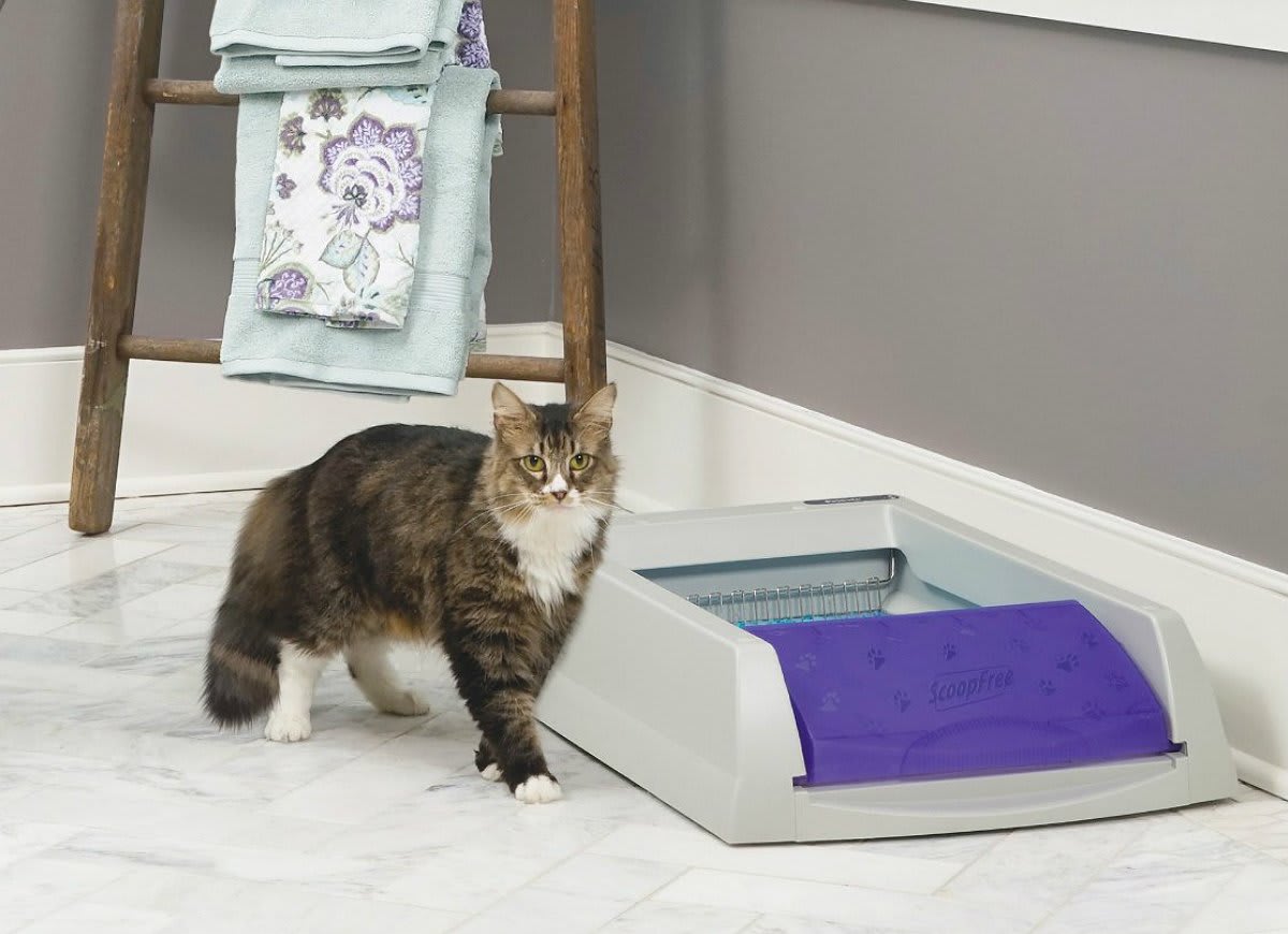 Best Self Cleaning Litter Boxes For The Cat Lover
