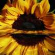 How To Love a Bruised Sunflower 