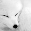 The White Fox