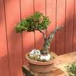 Bonsai love