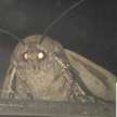 Moth