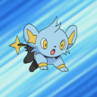 Shinx