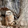 UnbotheredOwl