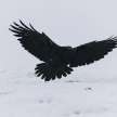 Luca Crow