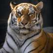 faisal522840