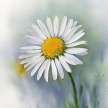 Ameenah