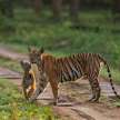 Pench Jungle Safari