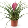 PlantSpecialists