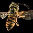 Sun Bee