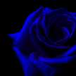 Blue Rose