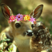 FloralFawn .