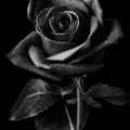 Black Rose