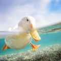 The Drowning Duck