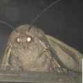 Moth