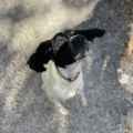 Shiloh