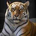 faisal522840