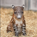 Curious Tapir