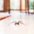Kreshco Pest Control