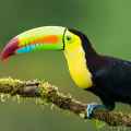 Toucan