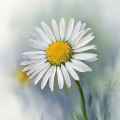 Ameenah