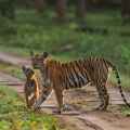 Pench Jungle Safari