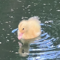 Blonde Duck