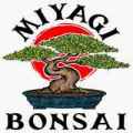 Miyagi Bonsai