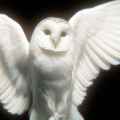 Willow Sjoden