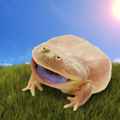 Foggy frog