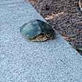 E. L. Ashbury