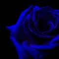 Blue Rose