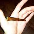 Blunt King