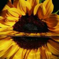 How To Love a Bruised Sunflower 