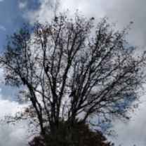 Cynthia Goforth-Teixeira