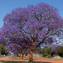 Jacaranda C.