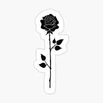 TheLateBloom