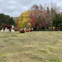 Bella Thompson- Lobb