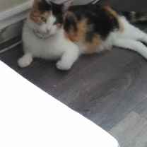 nikkii-Nichole XXMZM