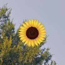 Sunny Clara Evergreen